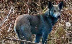 チョルノービリ原発付近に「青い犬」を発見、支援団体が写真を投稿