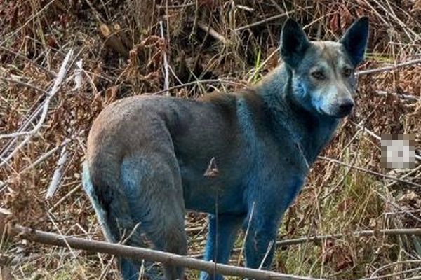 チョルノービリ原発付近に「青い犬」を発見、支援団体が写真を投稿