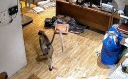 インドで会社のオフィスにサルが出現、従業員らも慌てて逃げる【動画】