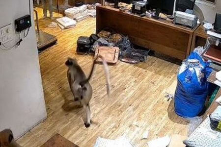 インドで会社のオフィスにサルが出現、従業員らも慌てて逃げる【動画】