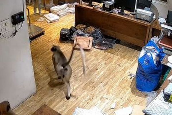 インドで会社のオフィスにサルが出現、従業員らも慌てて逃げる【動画】