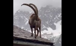 アルプスで2頭のアイベックスが、建物の屋根に上って寛ぐ【動画】