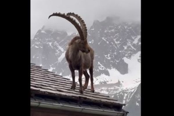 アルプスで2頭のアイベックスが、建物の屋根に上って寛ぐ【動画】