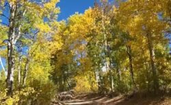 車で紅葉を楽しんでいた男性、数多くの動物たちに遭遇して立ち往生【動画】
