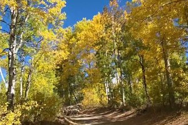 車で紅葉を楽しんでいた男性、数多くの動物たちに遭遇して立ち往生【動画】