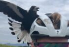 「エア・チャイナ」の機内でモバイルバッテリーが発火、激しい炎と煙が噴き出す【動画】