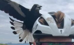 豪でサイクリストがマグパイに遭遇、執拗に攻撃を受ける【動画】