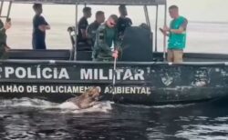 ブラジルの川で負傷したジャガーを発見、軍がボートで救助【動画】