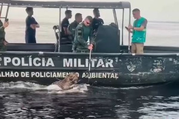 ブラジルの川で負傷したジャガーを発見、軍がボートで救助【動画】