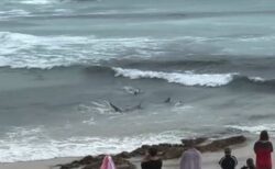 【オーストラリア】海岸の浅瀬にサメの群れ、獰猛に狩りをする様子を撮影