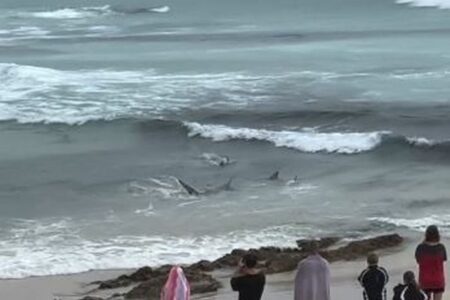 【オーストラリア】海岸の浅瀬にサメの群れ、獰猛に狩りをする様子を撮影