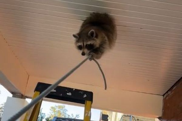 天井の穴にはまったアライグマ、ロープを掴んで救助される【動画】