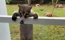 ホテルで目覚めたら窓の外にハナグマの群れ、観光客もびっくり【動画】