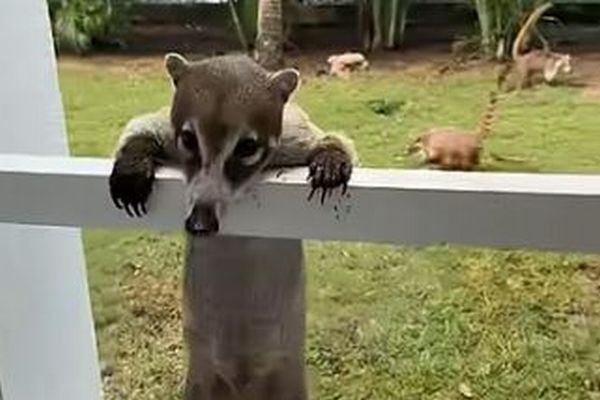 ホテルで目覚めたら窓の外にハナグマの群れ、観光客もびっくり【動画】