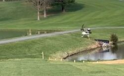 ゴルフコースで鳥に襲われた男性、思わず池に落ちてしまう【動画】
