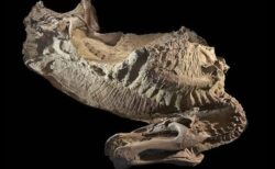 科学者がワイオミング州で、草食恐竜のミイラ2体を発掘