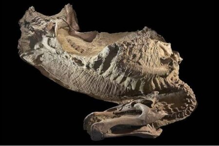 科学者がワイオミング州で、草食恐竜のミイラ2体を発掘