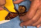 ハリケーン「プリシラ」がメキシコに接近、巨大な高波が発生【動画】