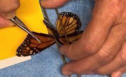 羽を負傷した蝶、治療を受け、奇跡的に再び飛べるように【動画】