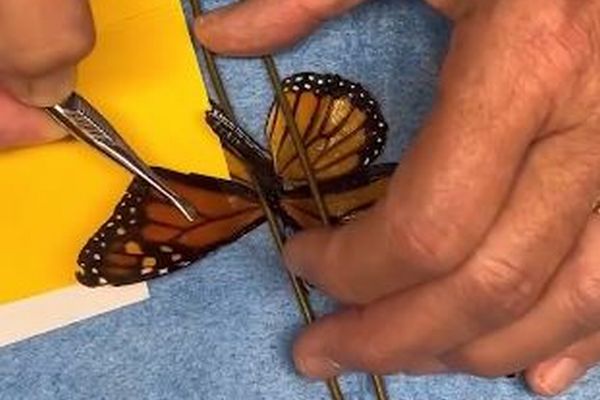 羽を負傷した蝶、治療を受け、奇跡的に再び飛べるように【動画】