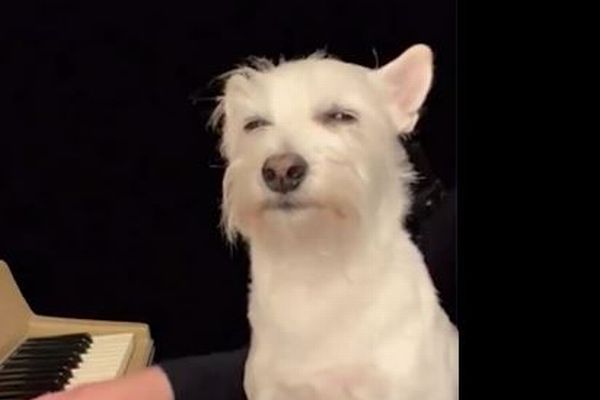 飼い主の女性が弾くジャズにうっとり、ワンコの動画が話題に