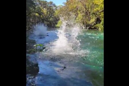 まるでサルの雨…木の上から水の中へ次々とダイブ【動画】