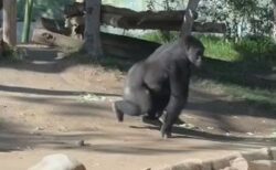 動物園でゴリラが強化ガラスに突進、大きなひびを入れる【動画】