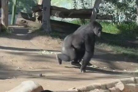 動物園でゴリラが強化ガラスに突進、大きなひびを入れる【動画】