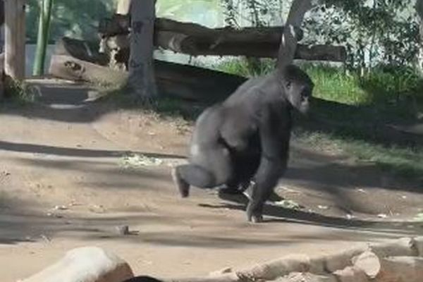 動物園でゴリラが強化ガラスに突進、大きなひびを入れる【動画】