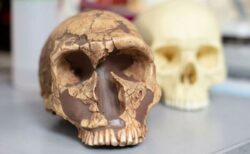 ホモ・サピエンスが鉛に適応し、他の種より抵抗力を高めた可能性