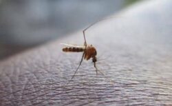 アイスランドで初めて蚊を確認、気候変動の影響