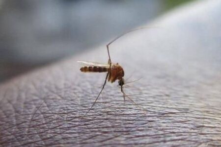 アイスランドで初めて蚊を確認、気候変動の影響