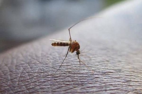 アイスランドで初めて蚊を確認、気候変動の影響