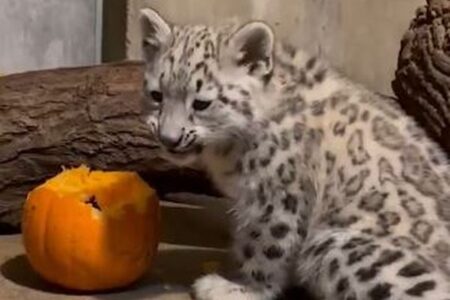 ユキヒョウの子供、生まれて初めてカボチャに出会う【動画】