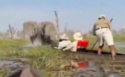 ゾウが湿地帯を突進、観光客の乗ったカヌーに襲いかかる【動画】