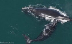 タイセイヨウセミクジラ、保護活動により、個体数が緩やかに回復