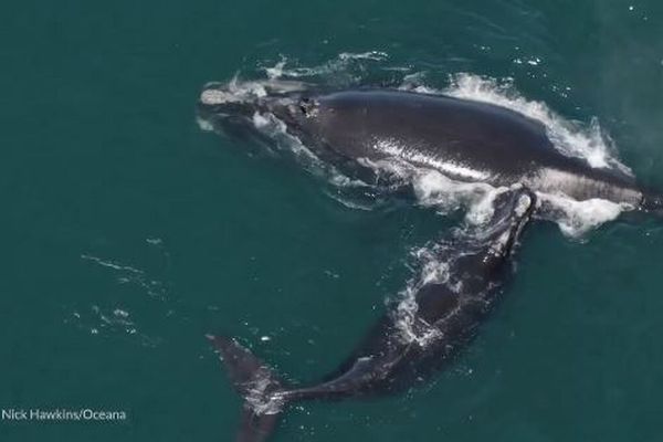 タイセイヨウセミクジラ、保護活動により、個体数が緩やかに回復