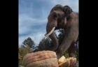 オレゴン州の湖で、人々がくりぬかれたカボチャに乗り競争【動画】