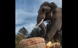 動物園のゾウ、配られた巨大なカボチャを一踏みで粉砕【動画】
