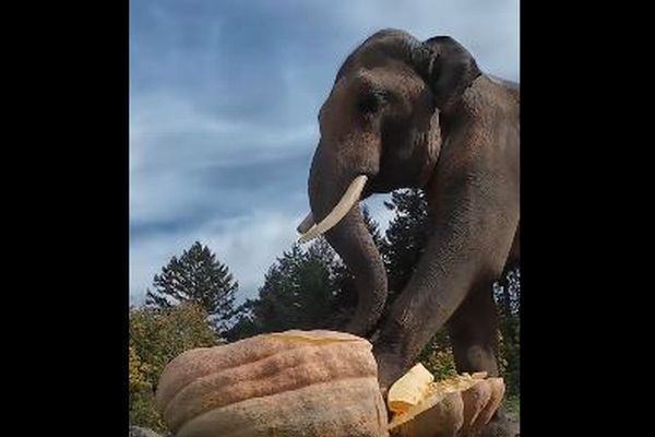 動物園のゾウ、配られた巨大なカボチャを一踏みで粉砕【動画】