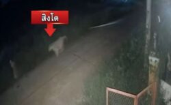 飼育されていたライオンが逃走、11歳の少年に襲い掛かる【タイ】