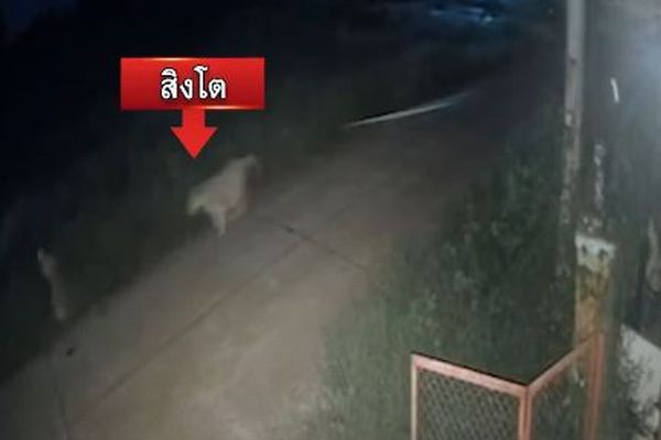飼育されていたライオンが逃走、11歳の少年に襲い掛かる【タイ】