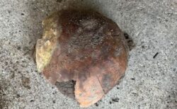 米・インディアナ州で、紀元前2300年頃の人間の頭蓋骨を発見