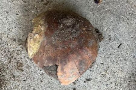 米・インディアナ州で、紀元前2300年頃の人間の頭蓋骨を発見