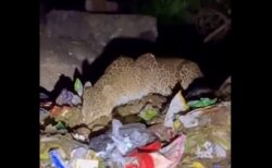 頂点捕食者であるインドのヒョウが、ゴミを漁って食べている