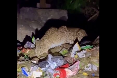 頂点捕食者であるインドのヒョウが、ゴミを漁って食べている