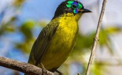鳥類の61%で個体数が減少、地球規模の森林伐採が原因
