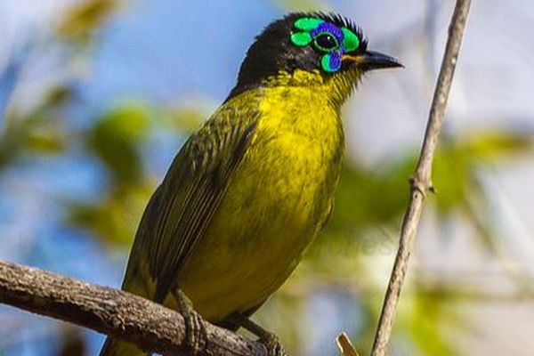 鳥類の61%で個体数が減少、地球規模の森林伐採が原因