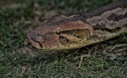 高校の教師が、学校で飼育していたヘビに子猫を食べさせる