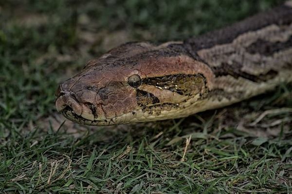 高校の教師が、学校で飼育していたヘビに子猫を食べさせる